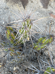Corynopuntia invicta