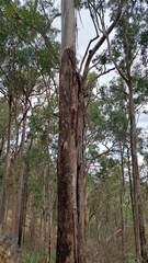 Eucalyptus moluccana