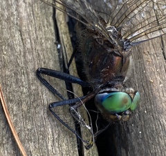 Somatochlora williamsoni