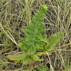 Solidago rigida