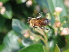 Andrena milwaukeensis