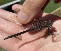 Somatochlora williamsoni