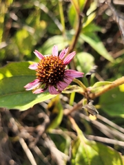 Echinacea purpurea