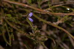 Comesperma