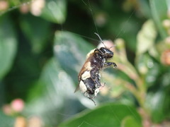 Andrena milwaukeensis