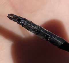 Somatochlora williamsoni