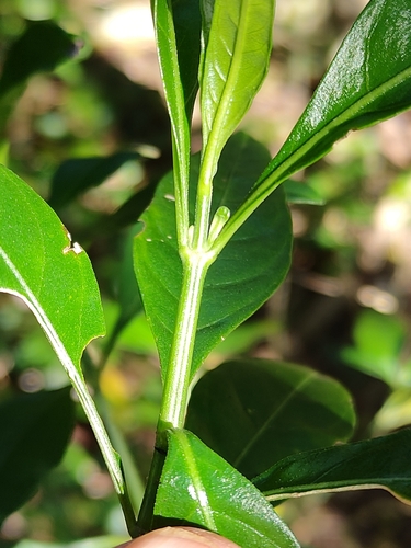 Image of Justicia hygrophiloides by (c) Tony van Kampen, some rights reserved (CC BY)