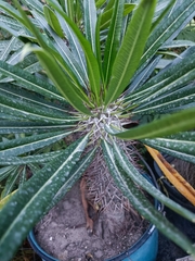 Pachypodium