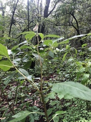 Lycianthes rzedowskii