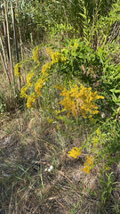 Solidago