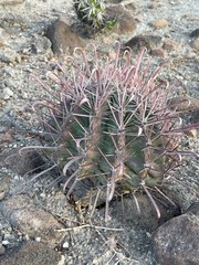 Ferocactus