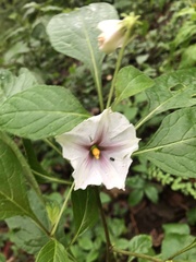 Lycianthes rzedowskii