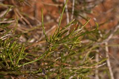 Comesperma