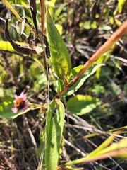 Echinacea purpurea