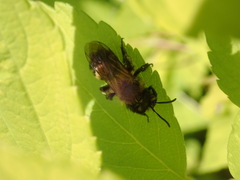 Andrena milwaukeensis