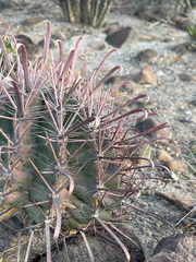 Ferocactus peninsulae