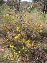 Acacia buxifolia