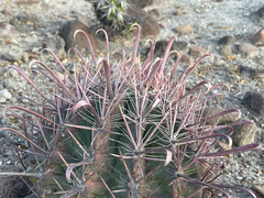 Ferocactus peninsulae