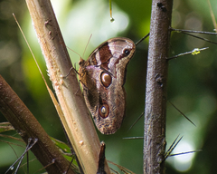 Catoblepia orgetorix