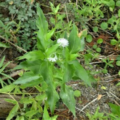 Gymnocoronis spilanthoides
