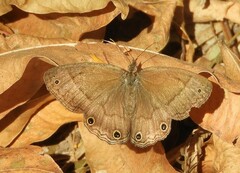 Pharneuptychia phares