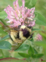 Bombus vagans bolsteri