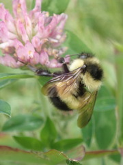 Bombus vagans bolsteri