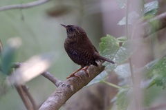 Troglodytes pacificus