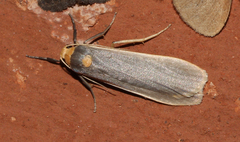 Sozusa scutellata