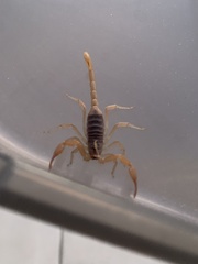 Smeringurus vachoni
