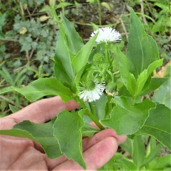 Gymnocoronis spilanthoides