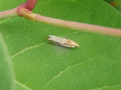 Tortricoidea