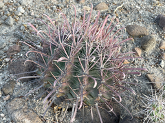 Ferocactus