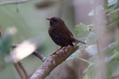 Troglodytes pacificus