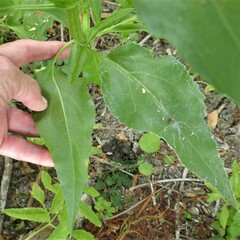 Gymnocoronis spilanthoides