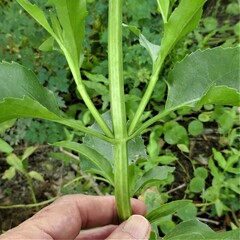 Gymnocoronis spilanthoides