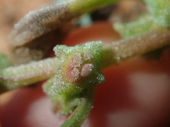 Tetragonia eremaea