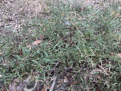 Grevillea diminuta
