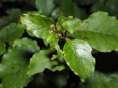 Coprosma tenuifolia