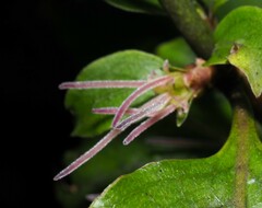 Coprosma tenuifolia