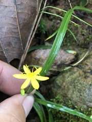 Hypoxis