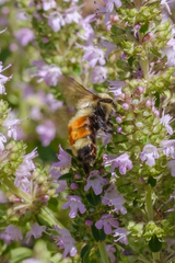 Bombus huntii