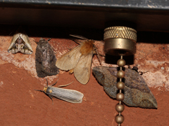 Sozusa scutellata
