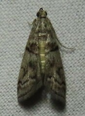 Promylea lunigerella