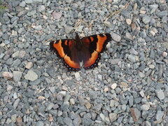Aglais milberti