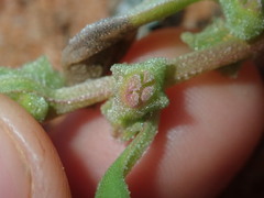 Tetragonia eremaea
