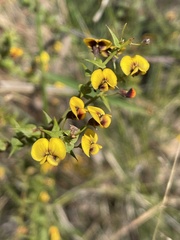 Daviesia squarrosa