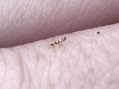 Aeolothrips