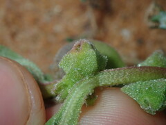 Tetragonia eremaea