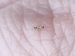 Aeolothrips